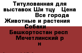 Титулованная для выставок Ши-тцу › Цена ­ 100 000 - Все города Животные и растения » Собаки   . Башкортостан респ.,Мечетлинский р-н